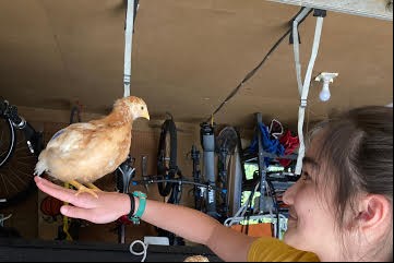 Girl and Chicken 2